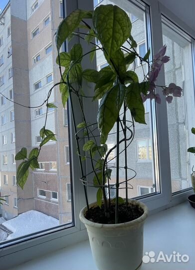 Клеродендум