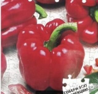 Рассада острого перца