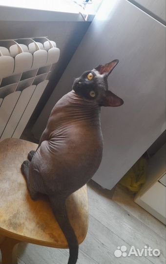 Канадский сфинкс