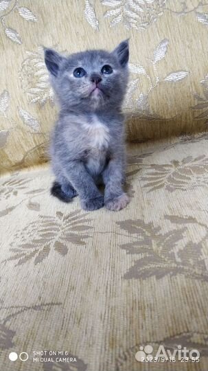 Котята в добрые руки бесплатно