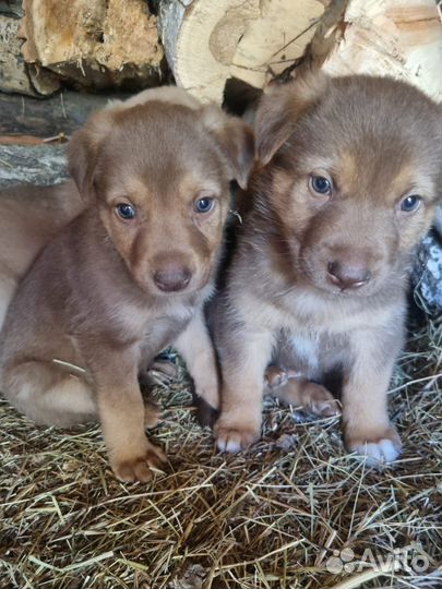 Собака в добрые руки щенок