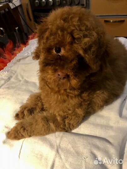 Той-пудель девочки