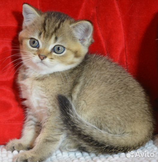 Золотая тикированная шиншилла