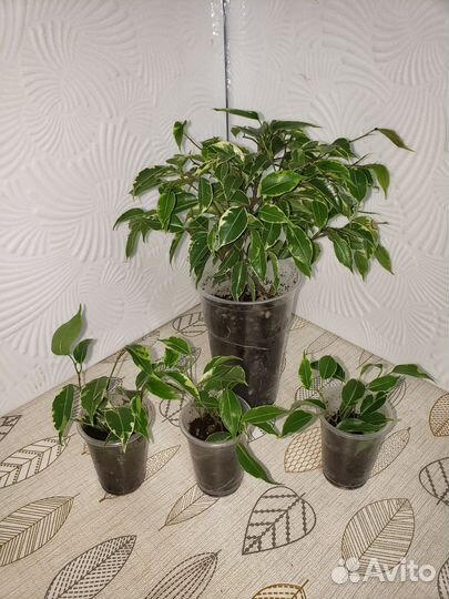 Фикус бенджамина