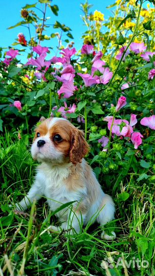 Кавалер Кинг Чарльз Спаниель Девочка