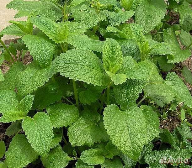 Мята мелисса саженцы и на срезку