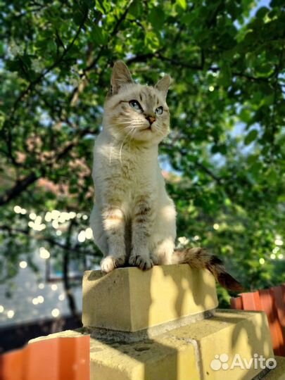 Кошка в дар бесплатно