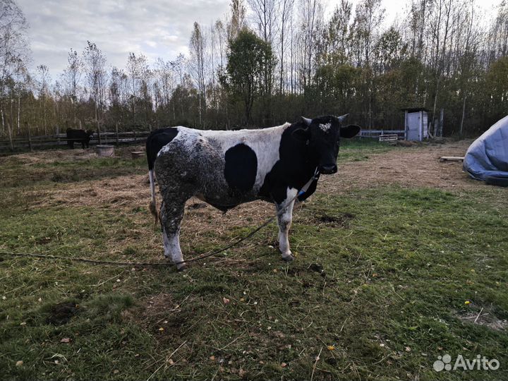 Бык 1.5 года 540кг
