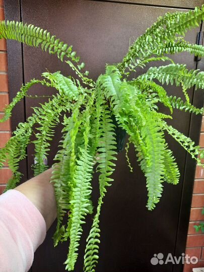 Нефролепис Бостон