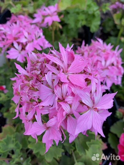 Пеларгония (герань) сортовая