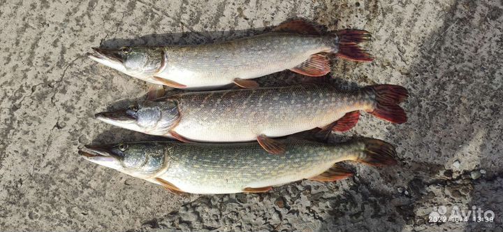 Рыбалка и отдых