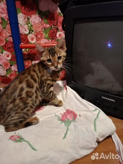 Бенгальская