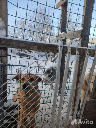 Собака на охрану