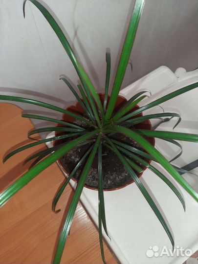 Молодое дерево(драцена)