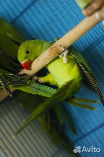 Ожереловый зеленый попугай птенцы