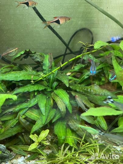 Аквариумное растение Криптокарина