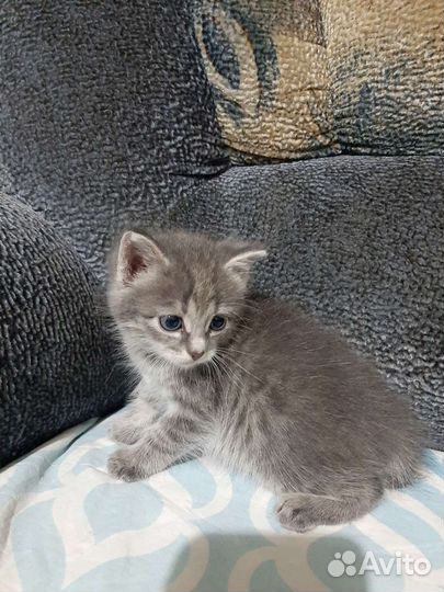 Кошка в дар