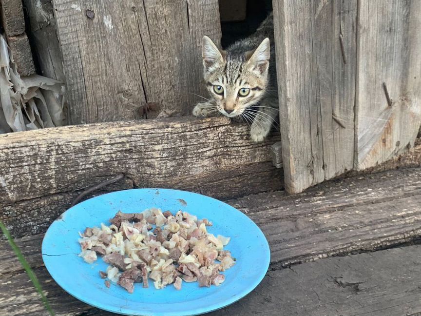 Котята в добрые руки очень хорошенькие