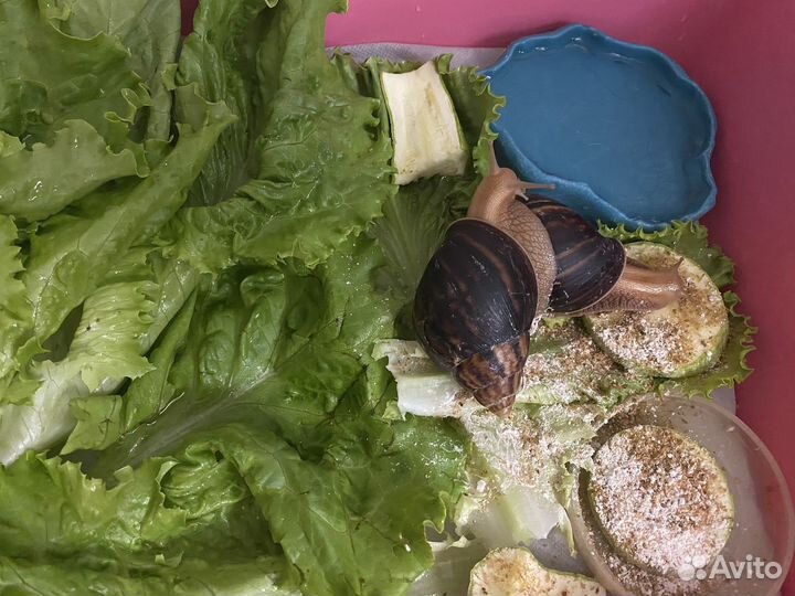 Улитки ахатины