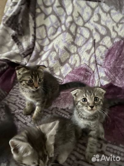 Котята в добрые руки бесплатно