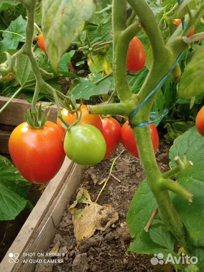 Помидоры под заказ