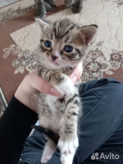 Милые котята в хорошие и надёжные руки