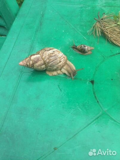 Гигантская улитка ахатина