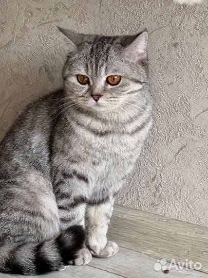 Шотландская кошка Мальта