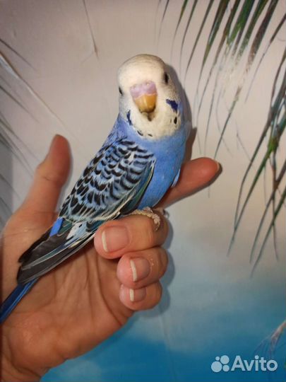 Птенчики 35-55 дней волнистых попугаев