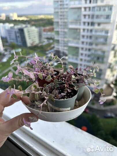 Коллизия розовая пантера