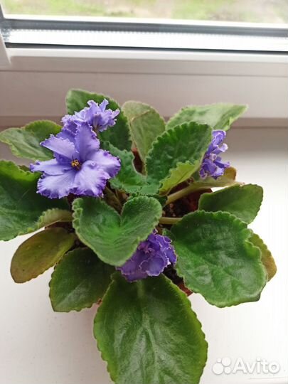 Фиалка цветущая