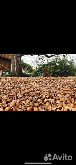 Скорлупа кедрового ореха (мульча)