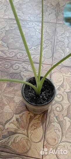 Алоказия Регал Шилдс