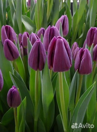 Луковицы тюльпанов оптом к 8 марта