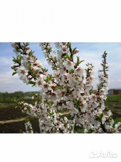 Войлочная вишня