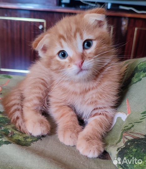 Котята