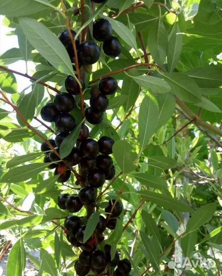 Саженцы Вишни бессея(песчаная)