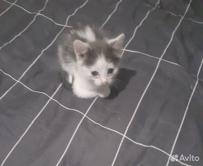 Отдам бесплатно котят