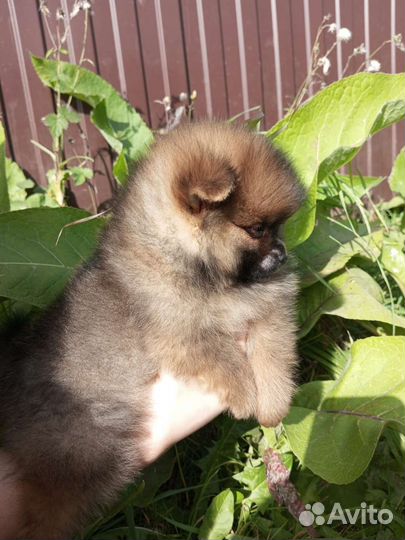 Супер модные шпицулики