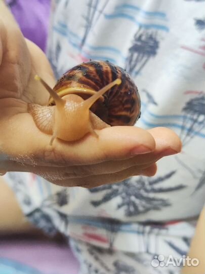 Улитки ахатины