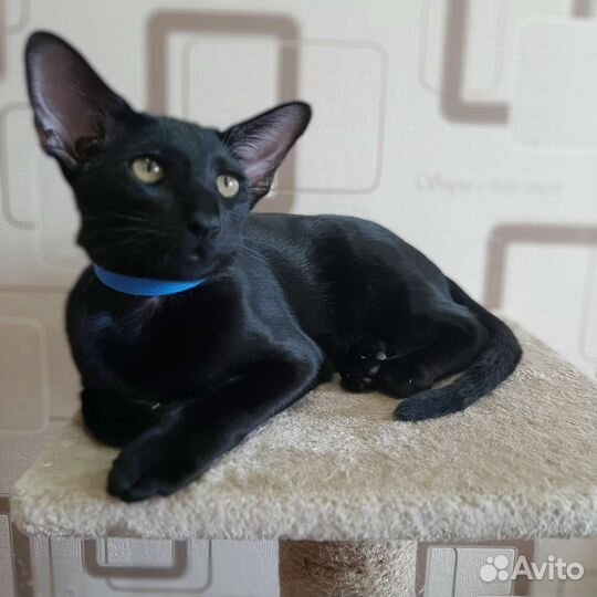 Ориентальная