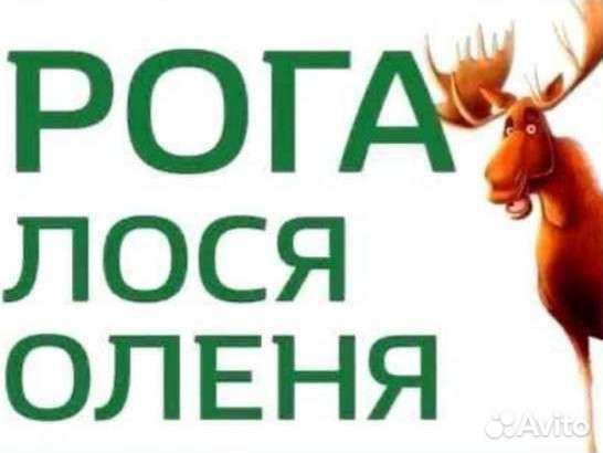 Рога оленя и Лося