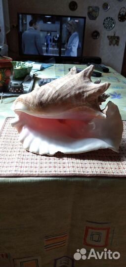 Морские ракушки раковины