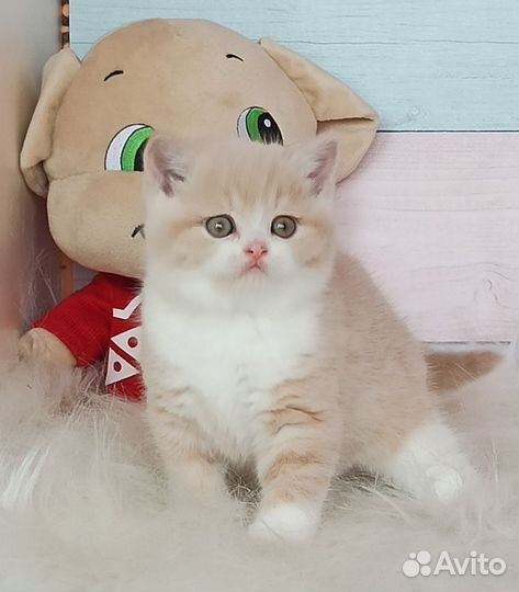 Милый британский малыш