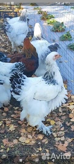 Брама Белая (Колумбийская)