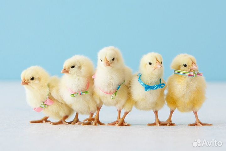 Цыплята бройлера Кобб 500 на 05 сентября