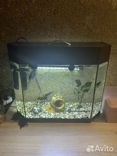 Аквариум с рыбками