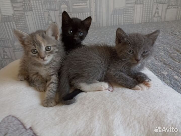 Котик в дар