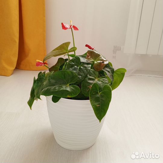 Комнатные цветы антуриум