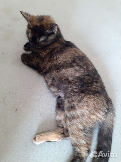 Отдам котят порода